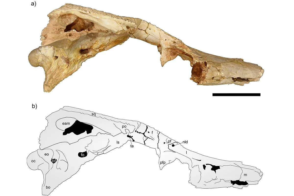 In 2,500 B.C.E., Work on Egypt’s Great Sphinx Began. Now, the Same Rock Used in Construction Has Revealed a New Crocodile Species