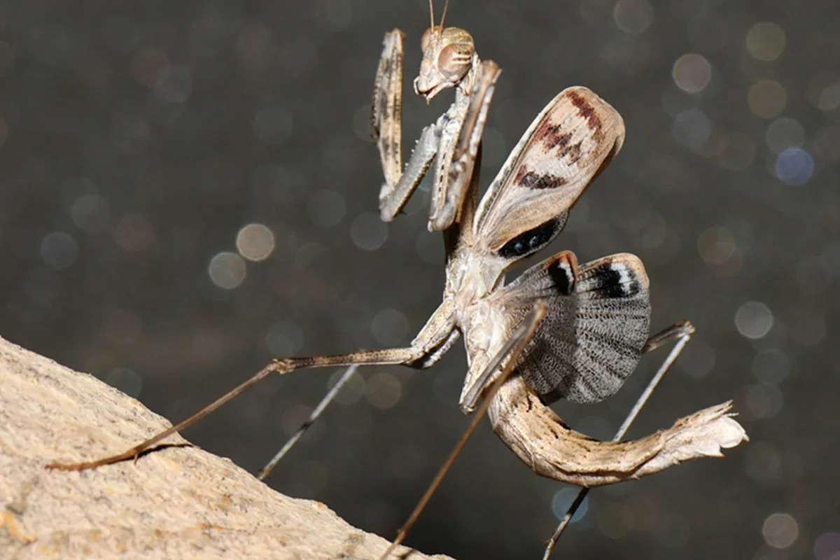 New praying mantis species discovered hiding in plain sight in Iran