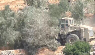 Israeli settlers systematically target the Palestinian olive harvest | Israel-Palestine conflict News