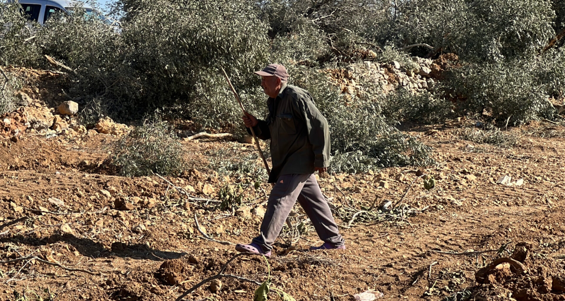 ‘They want to displace us’: Israel launches new demolition of West Bank olive groves