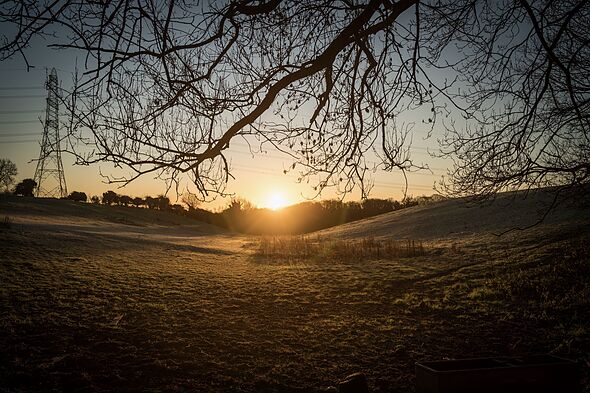 Morning sun in a woodland scene