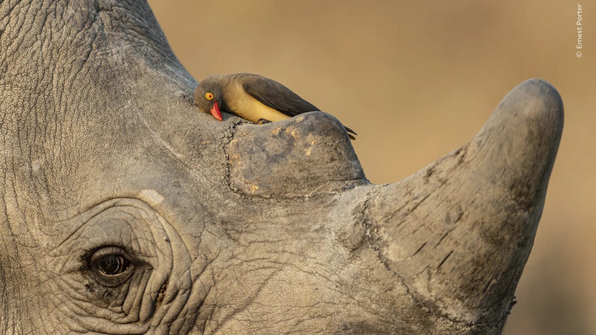 This Bird Has Seen Some Things—and the Photo Just Won an Award
