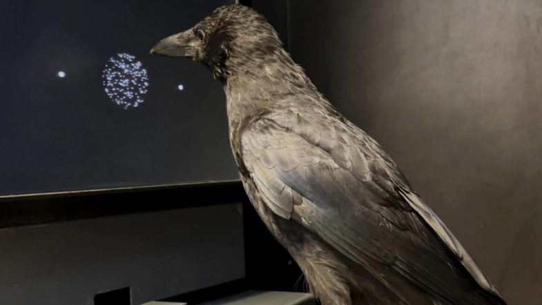 A crow pecks at a group of white dots on a black computer screen
