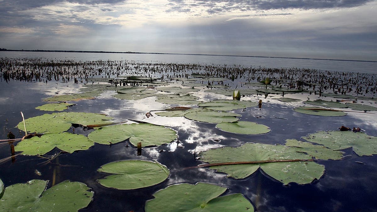 Native lily pads and eelgrass grow in Lake Apopka, Florida.