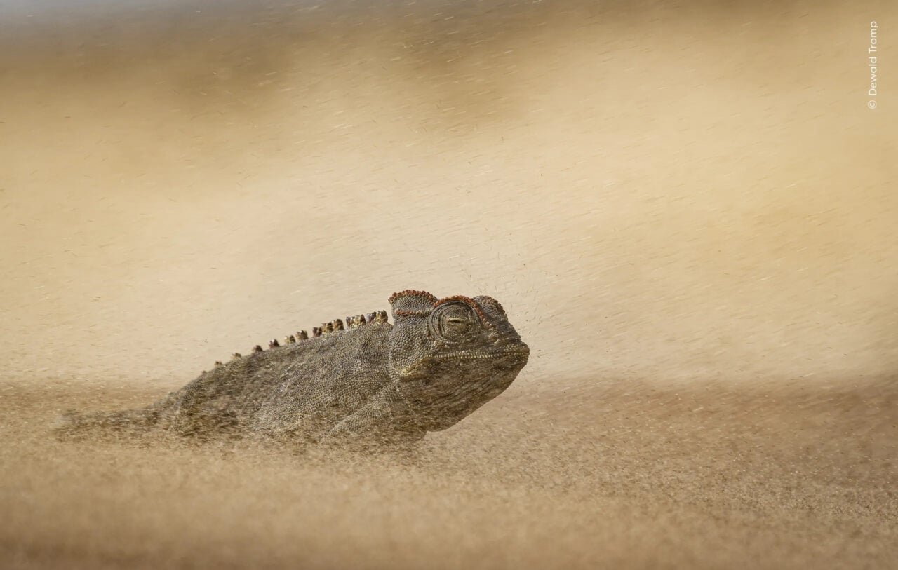 Nhm Wildlife Photographer Eye Of The Storm