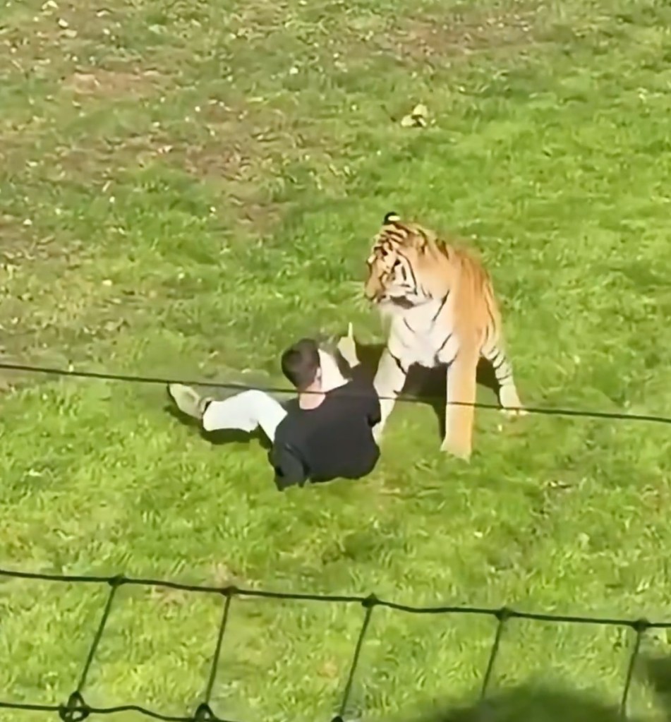 A man lying on the ground facing a tiger in an enclosure at The Yorkshire Wildlife park.