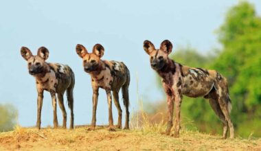 Three Wild Dog Brothers Traveled 2,564 Miles Across Zambia, A Record For An African Mammal