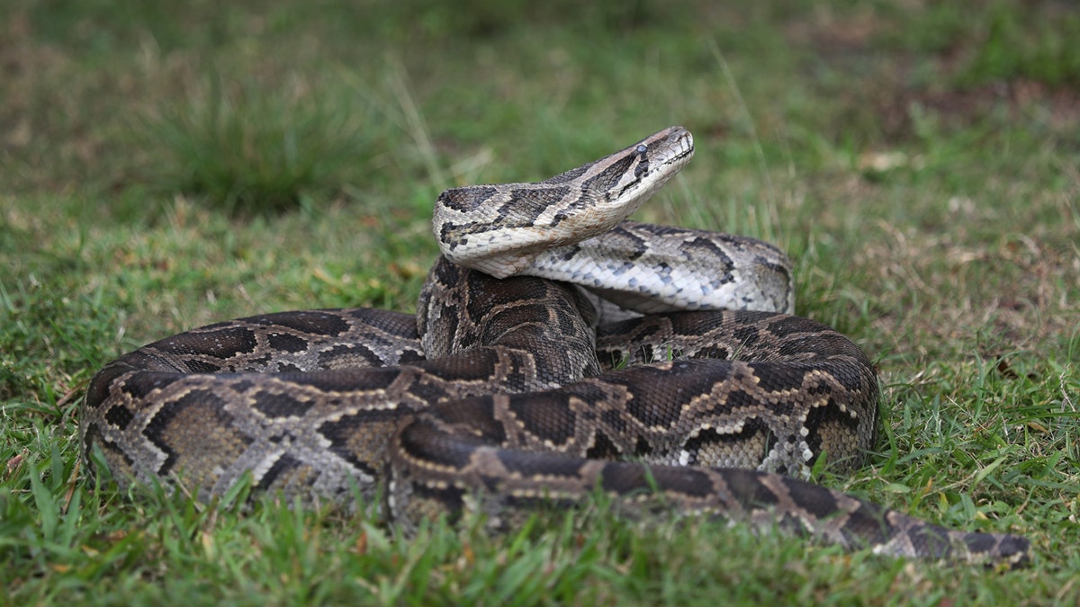 Python snake in the grass