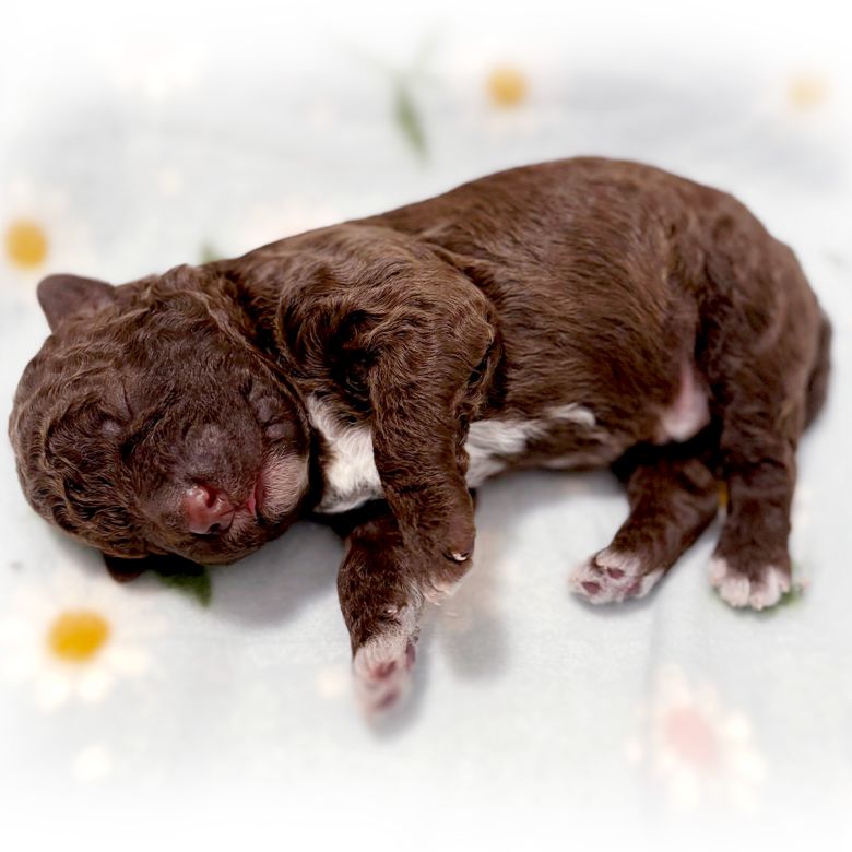 The Lagotto Romagnolo puppies were born on October 10.