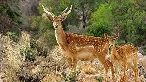 Iran increases Persian yellow deer population from 5 to 19