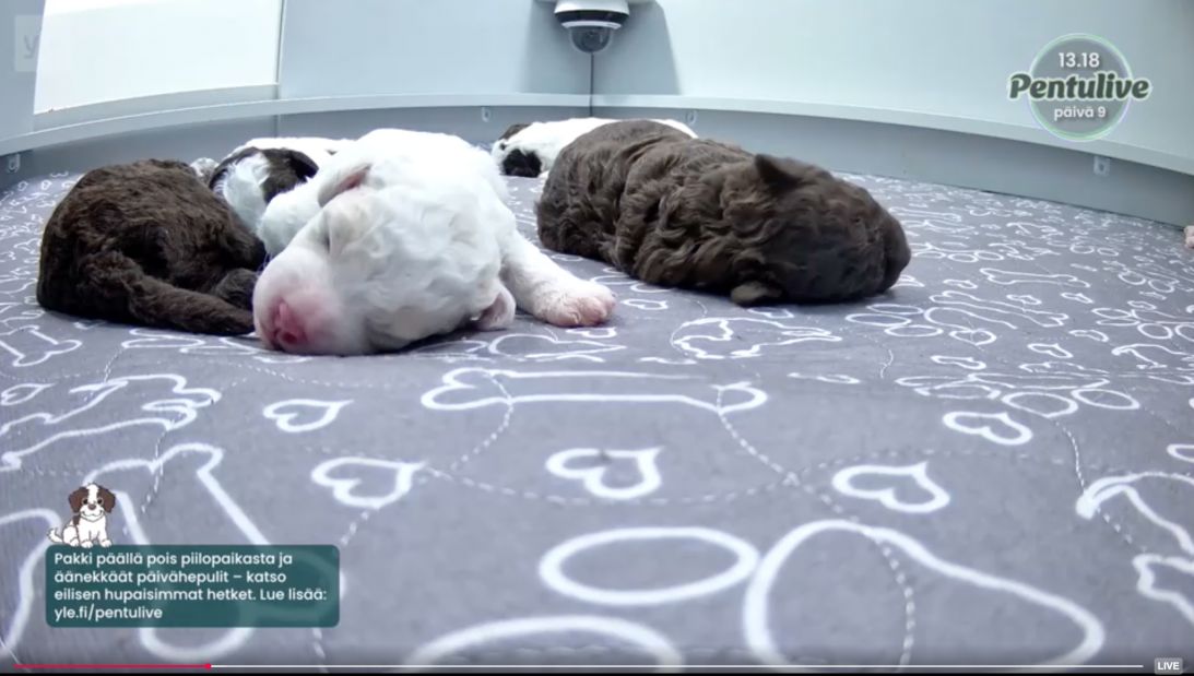 It isn't non-stop action, as puppies can spend up to 20 hours a day asleep.