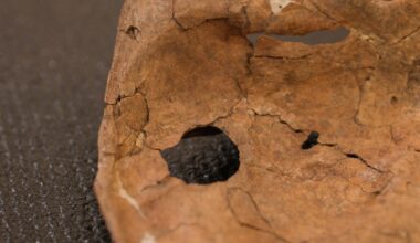 A Spear Wound Likely Killed This Neanderthal, but It Tells a Very Human Story