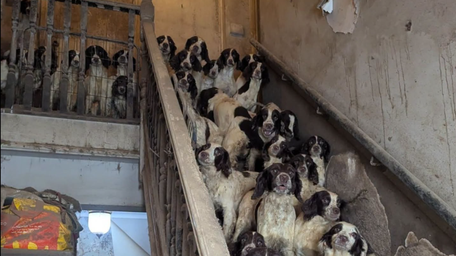 A vet who examined the dogs found them to be covered in faeces and urine,and underweight. Pic: RSPCA