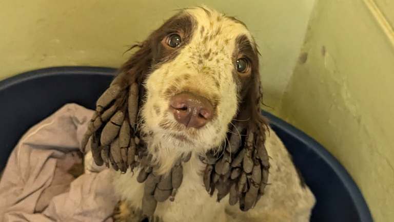Many of the dogs had matted fur. Pic: RSPCA
