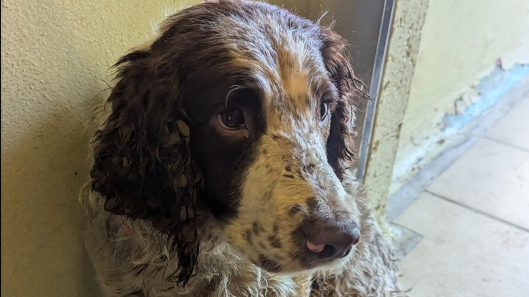 One of the dogs rescued from the house. Pic: RSPCA