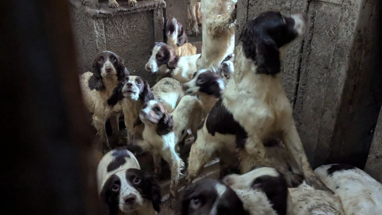 The dogs were kept in 'filth and squalor'. Pic: RSPCA