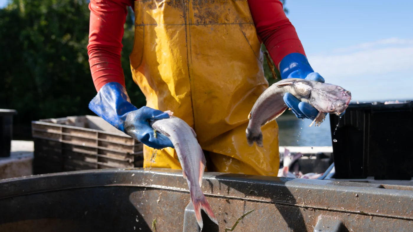 Blue catfish devastating Chesapeake Bay served on school menus : NPR