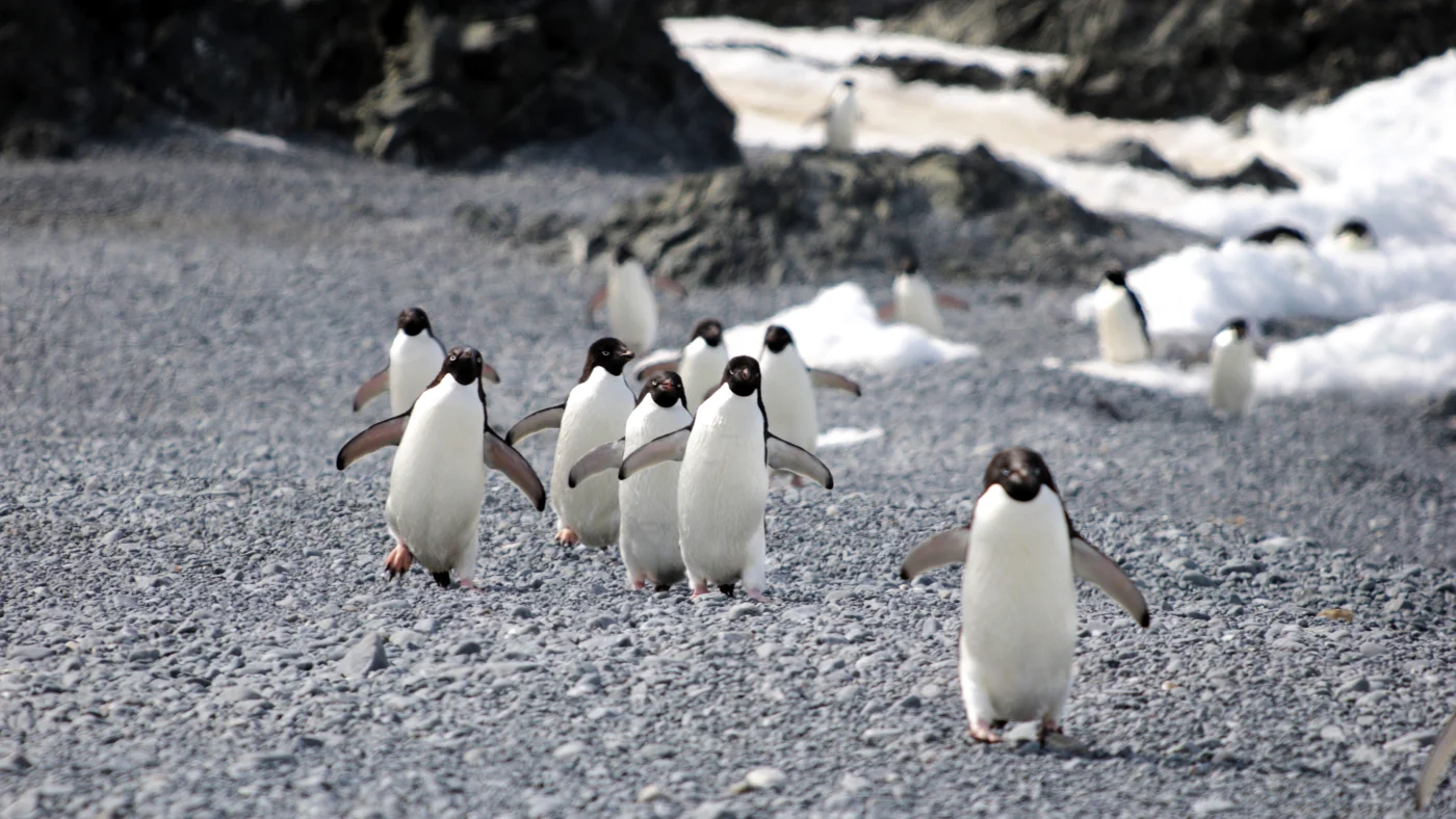 What killed 500-plus penguins? Avian flu or an unlikely bug? : NPR