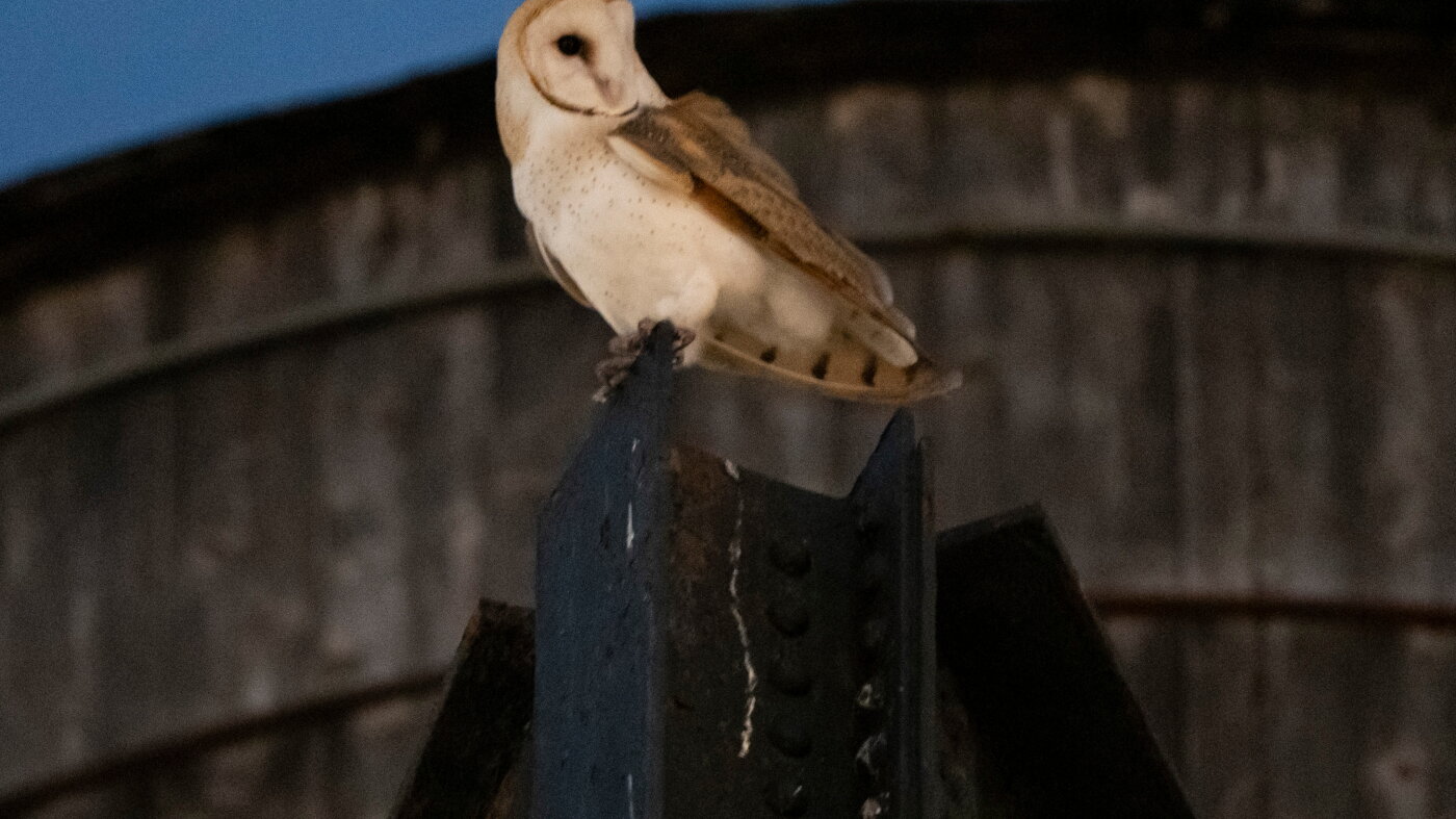 A rare family of barn owls moved into Manhattan, captivating New Yorkers : NPR