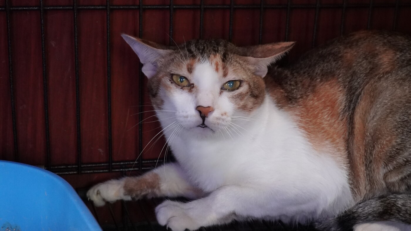 Vietnamese police arrest 12 suspected of prowling city streets at night, snatching cats for meat : NPR