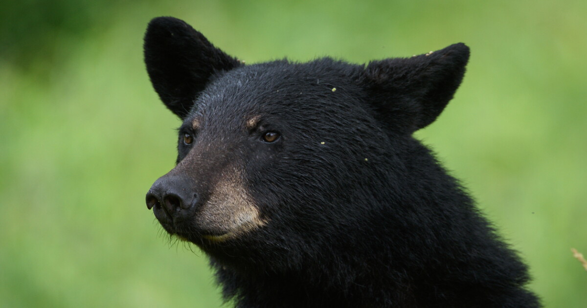Wildlife officials kill 14 food-conditioned bears gathering at a home near Bozeman