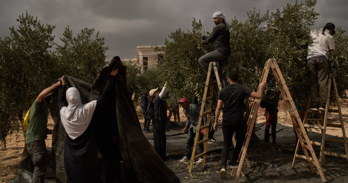Israeli settlers torch cars and trees in West Bank villages, disrupting Palestinians' olive harvest