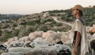 Judea and Samaria farmers brace for disruptions during olive harvest - Israel & Jewish News