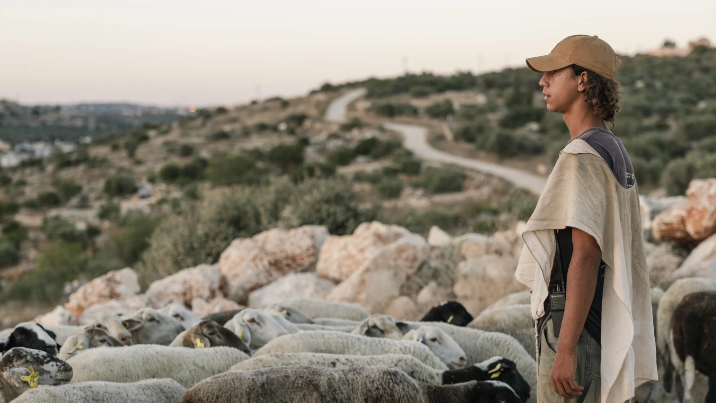 Judea and Samaria farmers brace for disruptions during olive harvest - Israel & Jewish News