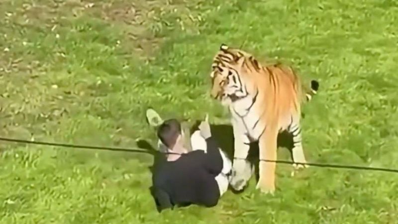 Man seriously injured after entering tiger enclosure at UK wildlife park, police say