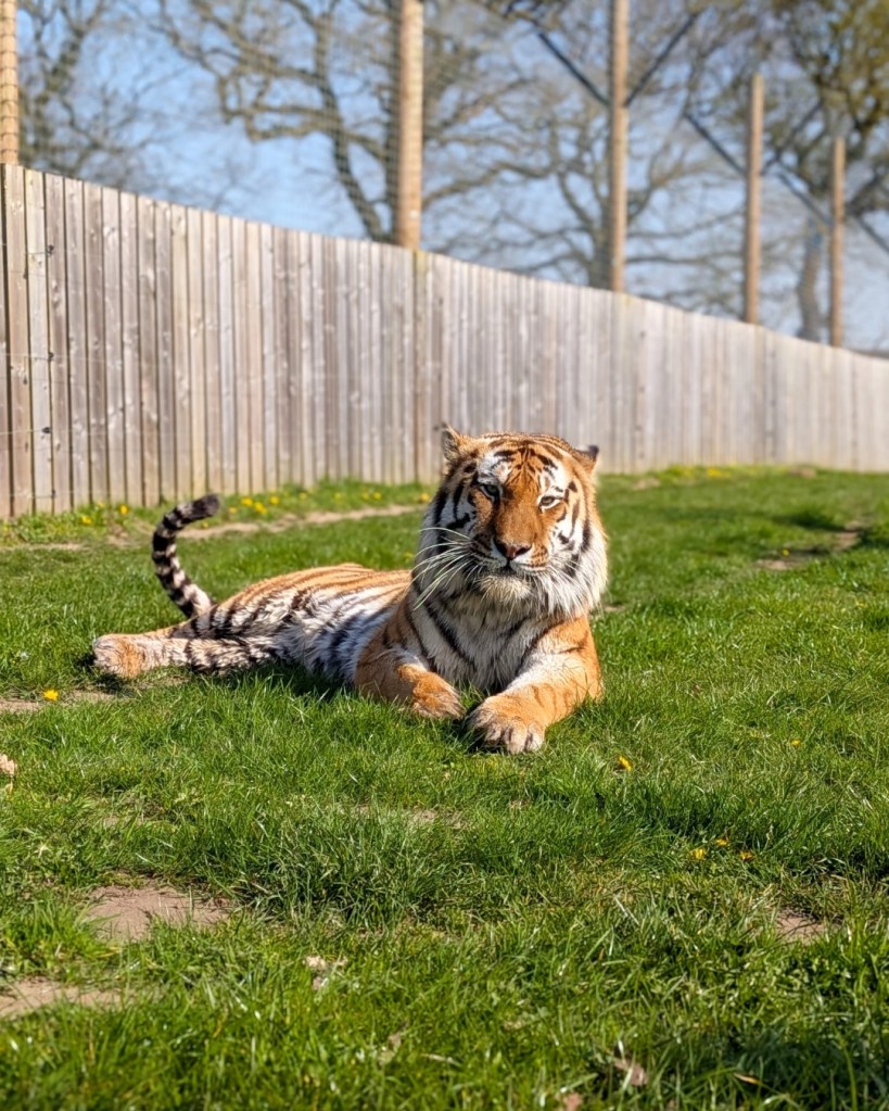 An Altai tiger lies on the grass in an enclosure with a wooden fence.