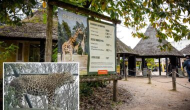 Zookeeper dies after leopard savagely mauls her inside animal enclosure